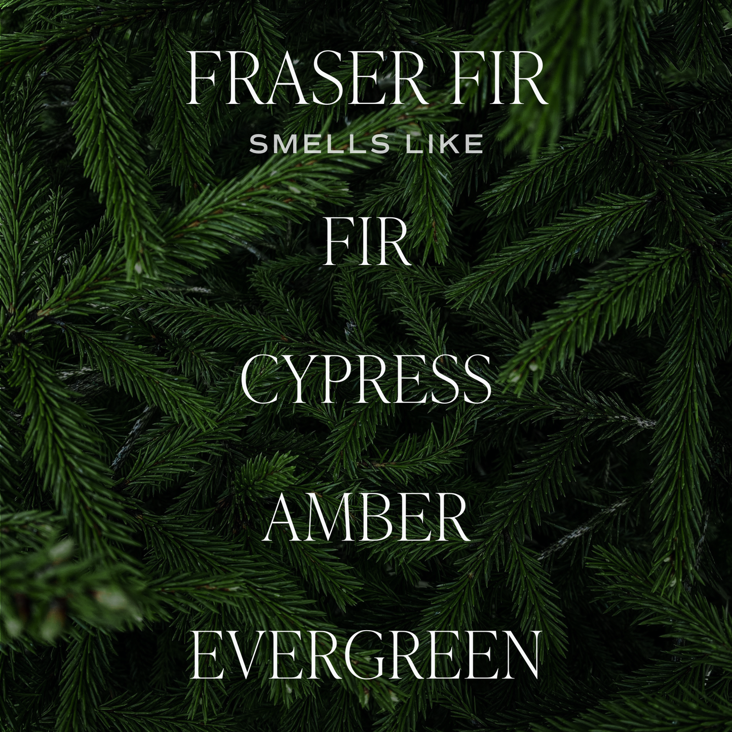 Fraser Fir Hanging Air Freshener: Christmas Decor